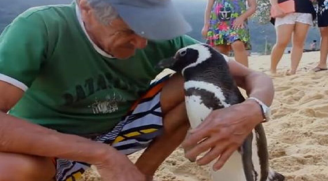 Tučniak prejde každý rok 5000 míľ, aby sa stretol s rybárom, ktorý ho zachránil…