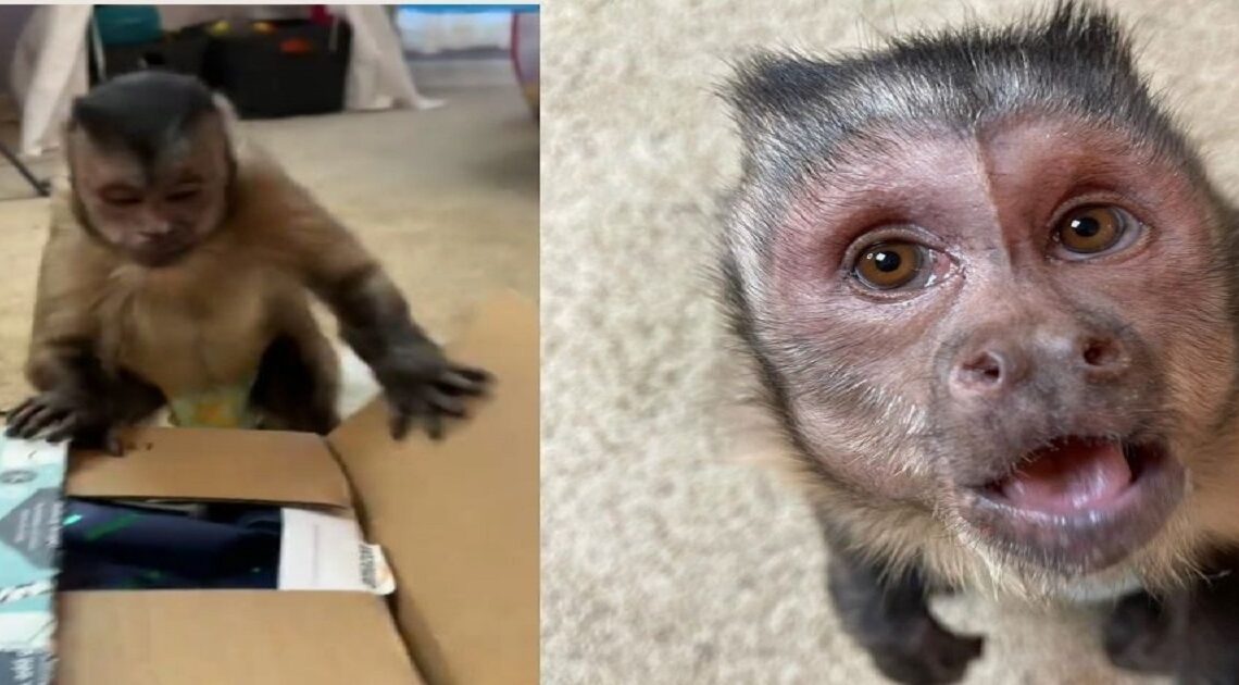 Videli ste túto slávnu opičku, ktorá rada rozbaľuje balíčky? Ak nie, určite si TO pozrite!
