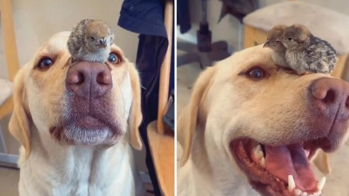 Neuveriteľné puto: Labrador sa stal náhradným rodičom štyroch opustených vtáčikov.