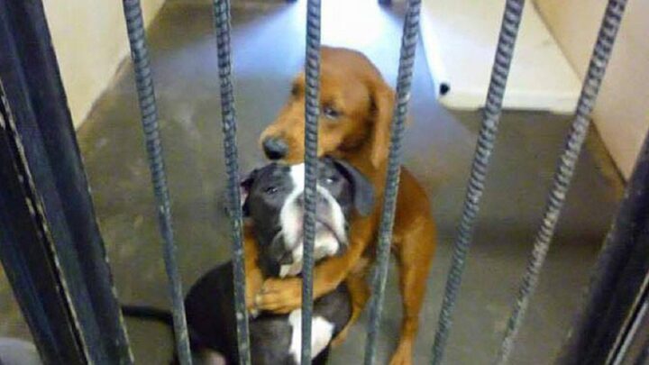 Pes v útulku pre zvieratá zachránil svoju priateľku pred eutanáziou objatím!
