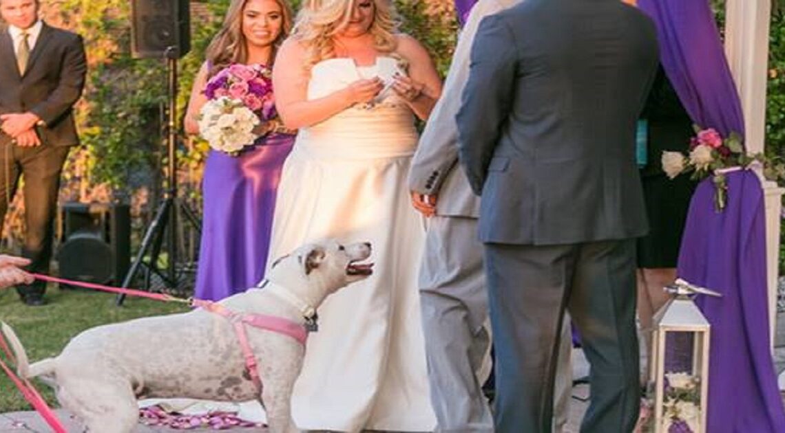 Na svadbe začal pes štekať na ženu. O niekoľko minút neskôr sa stala strašná tragédia!