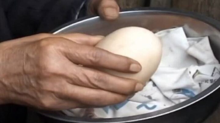 Nikdy ste nič podobné nevideli! Čínska sliepka zniesla štvrťkilové vajce. Neuhádnete, čo v ňom bolo! (video)