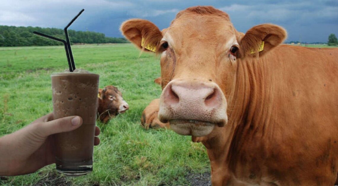Milióny Američanov si myslia, že čokoládové mlieko pochádza z hnedých kráv…