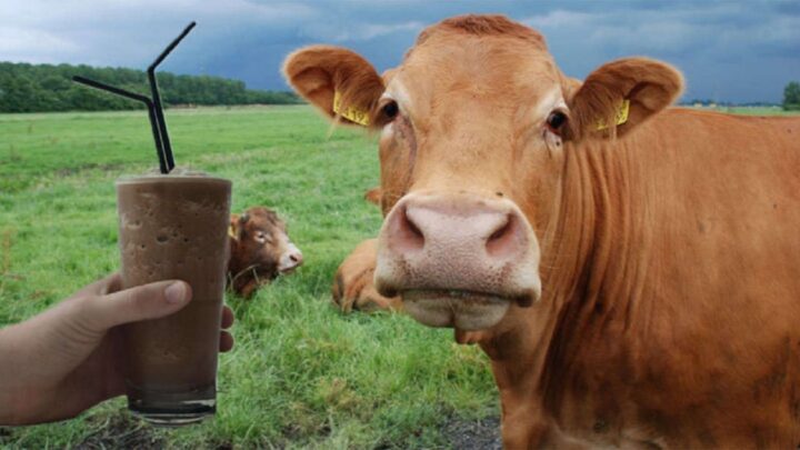 Milióny Američanov si myslia, že čokoládové mlieko pochádza z hnedých kráv…