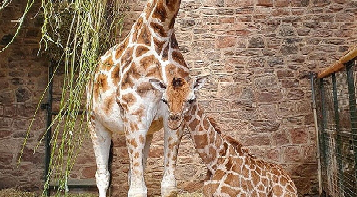 Novorodené žirafie mláďa je „silné, zdravé a veľmi spokojné“ po tom, čo spadlo zo 6-tich metrov…