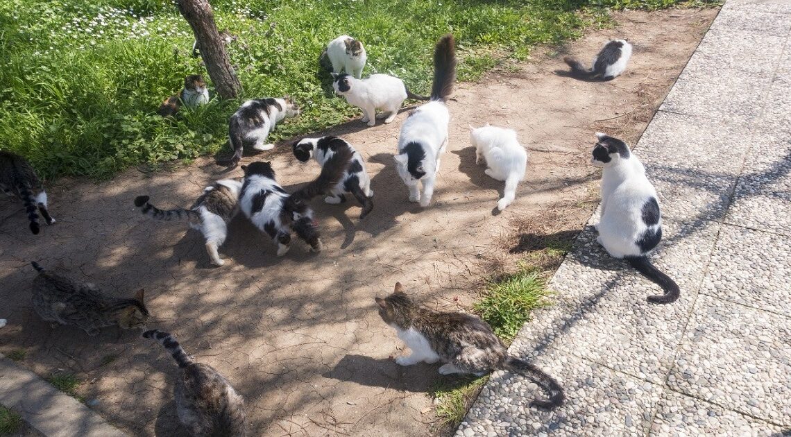 83-ročná žena bola zatknutá za niečo, čo by Vám ani vo sne nenapadlo…