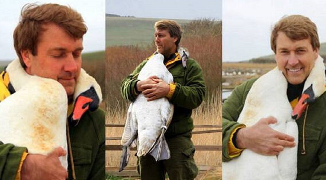 Zranená labuť objíma muža, ktorý jej zachránil život…
