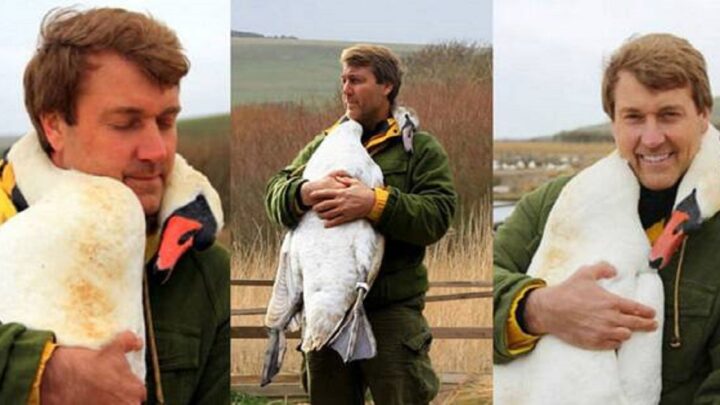 Zranená labuť objíma muža, ktorý jej zachránil život…
