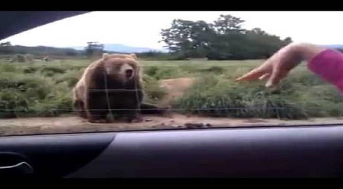 Žena zamávala medveďovi zo svojho auta, ale takúto reakciu pravdepodobne nečakala!