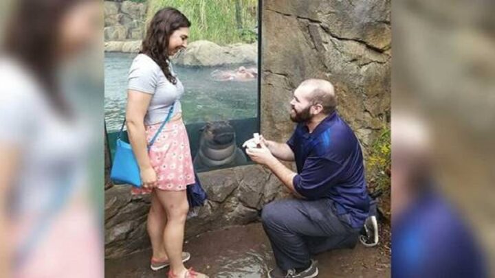 Muž požiadal svoju priateľku o ruku v zoologickej záhrade. Neskôr sa na snímke objavil šialený detail!