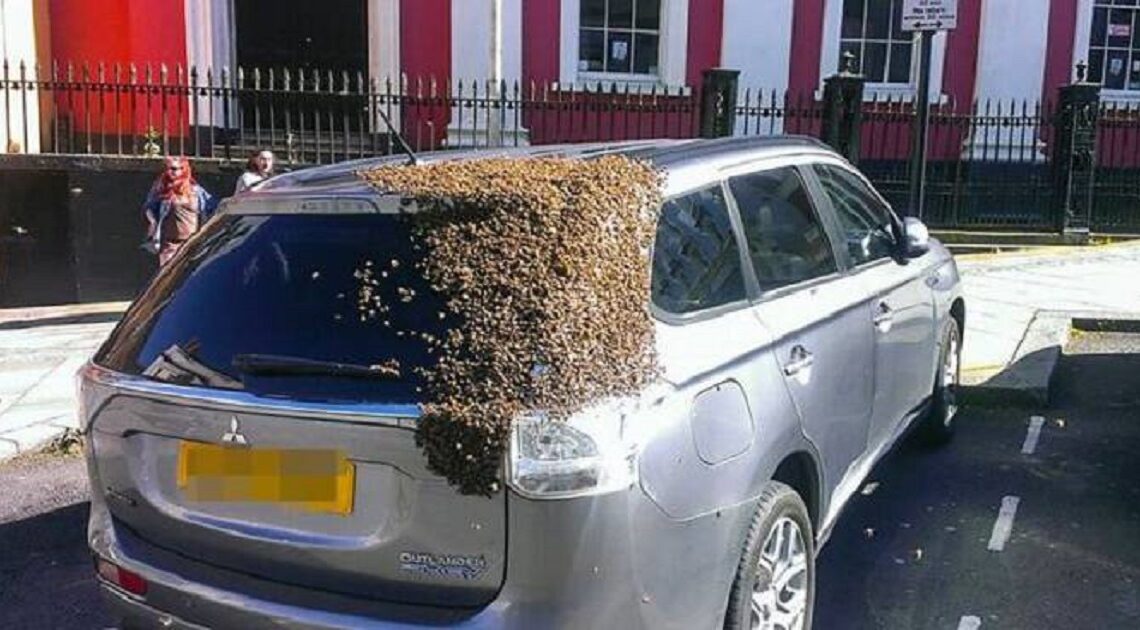 Niekoľko tisíc včiel sledovalo auto dva dni, pretože ich kráľovná bola uväznená!
