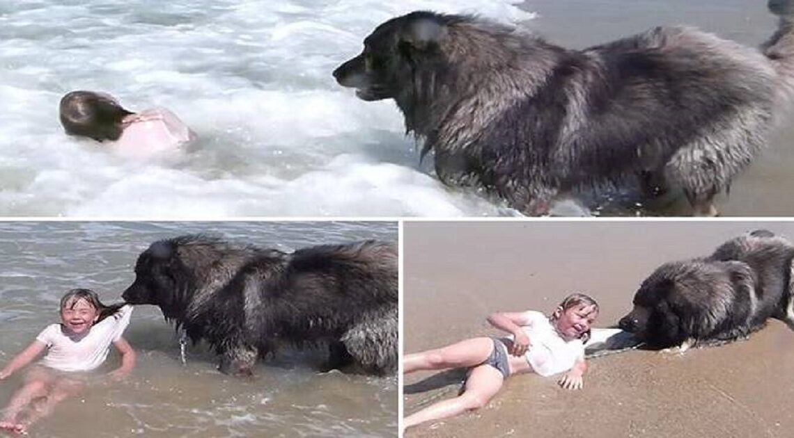 Pes vyťahuje dievčatko z mora, pretože si myslí, že je v nebezpečenstve. Pre niekoho to však bola zábava….