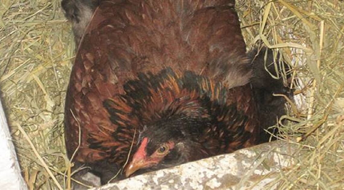 Farmár si myslí, že sliepka sedí na vajciach, ale potom uvidí niečo úplne iné!