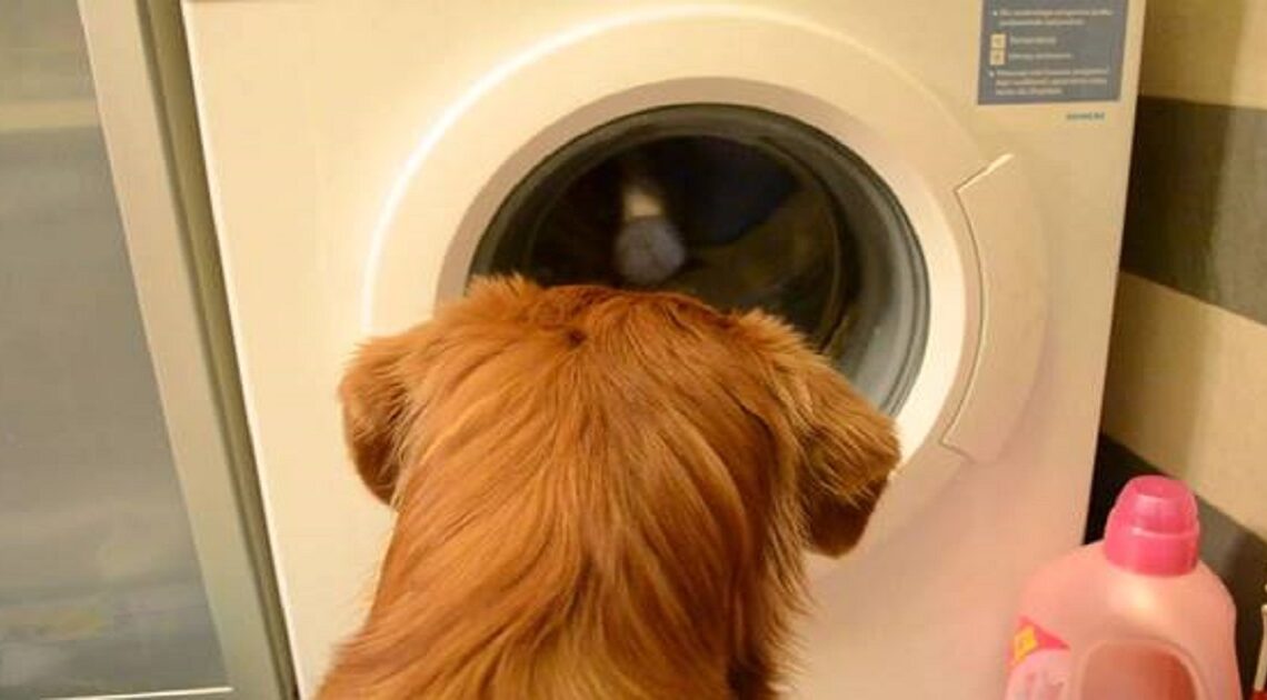Nikto jej neveril, čo robí jej pes pri praní oblečenia, tak natočila video! Nemohli sme uveriť vlastným očiam!