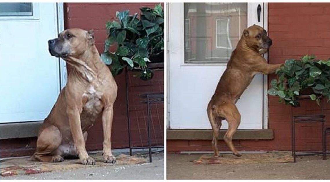 Srdcervúce: Tento pes čakal na verande celé týždne po tom, čo sa rodina presťahovala…