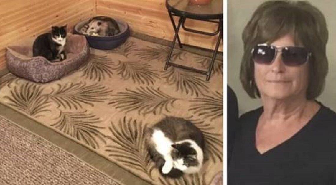 Poloslepá žena si myslela, že má doma 3 mačky. Keď jej vnuk oznámil aká je pravda, takmer dostala infarkt!