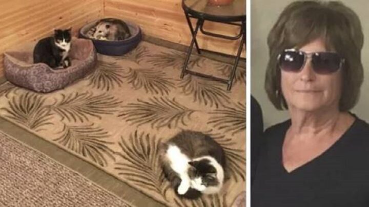 Poloslepá žena si myslela, že má doma 3 mačky. Keď jej vnuk oznámil aká je pravda, takmer dostala infarkt!