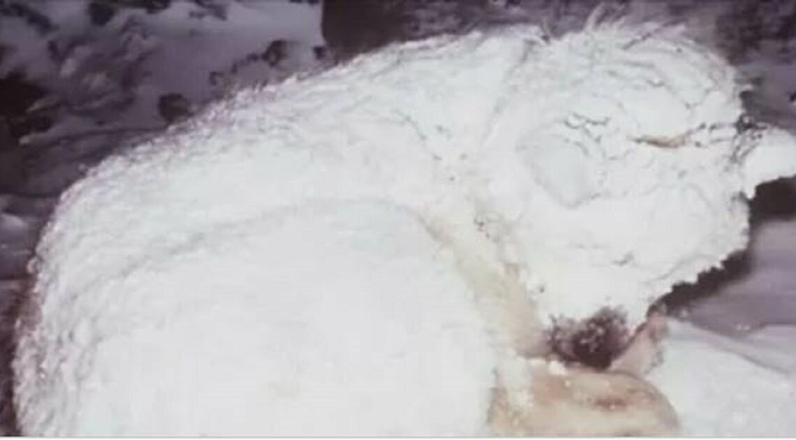 Susedia nájdu v snehu zamrznutého psa. Keď uvidia, čo skrýva, zlomí im to srdce!