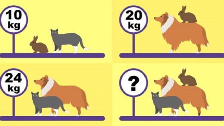 9 z 10 nevie správnu odpoveď! Koľko kilogramov vážia zvieratá spolu?