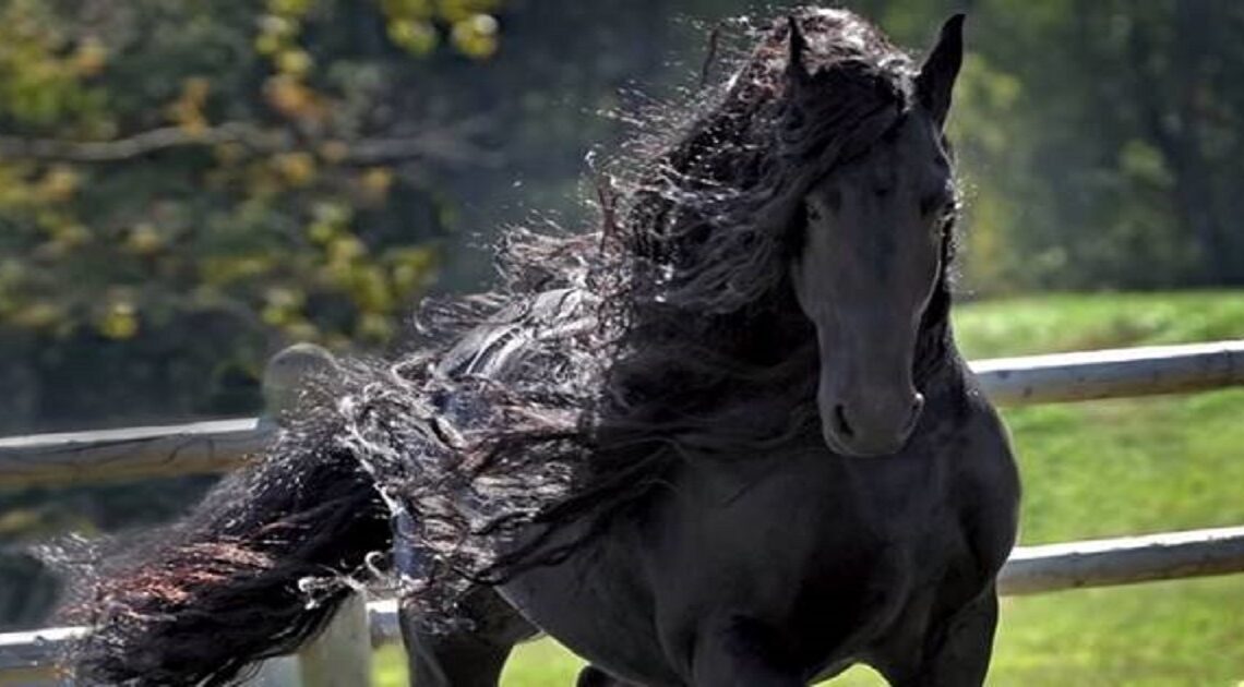 Tu je najkrajší kôň na svete. Keď ho uvidíte v pohybe, vyrazí vám dych!