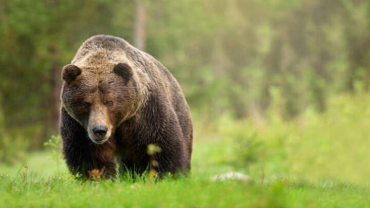 Smrteľný útok medveďa na Slovensku. Naháňal dvojicu turistov, žena jeho vyčíňanie neprežila…