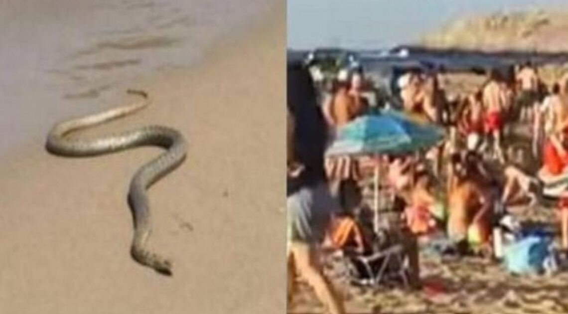 Všetci vybehli z mora: Chaos na gréckej pláži, objavil sa had!