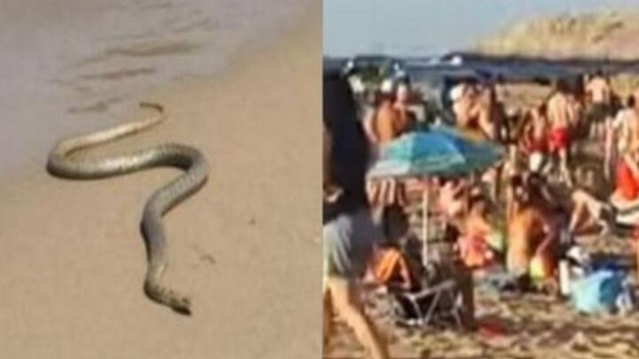 Všetci vybehli z mora: Chaos na gréckej pláži, objavil sa had!